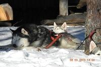 Huskies Erleben